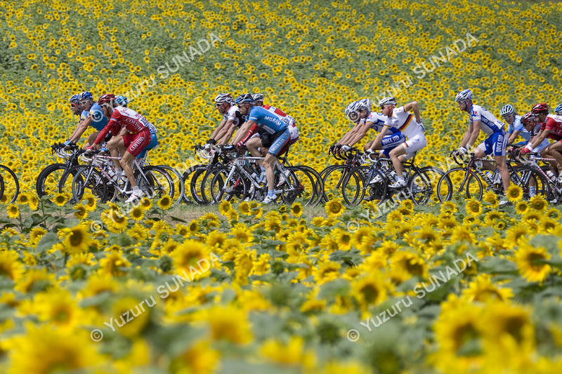 Sunflower field002p.jpg
